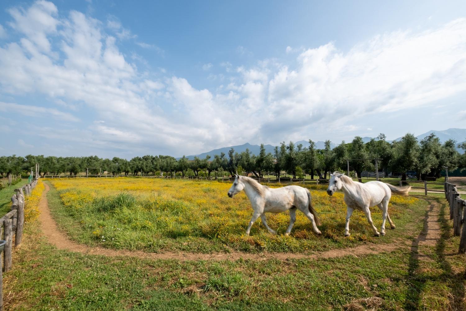 Olimagio Farm Stay With Animals And 25M Pool, Beach At Cycling Distance Pietrasanta Exterior foto